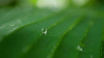 gotas de agua sobre la hoja verde tropical