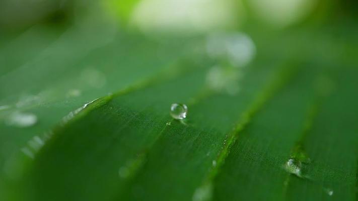 露水影片