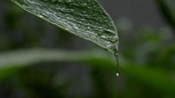 Wassertropfen auf tropischem grünem Blatt video