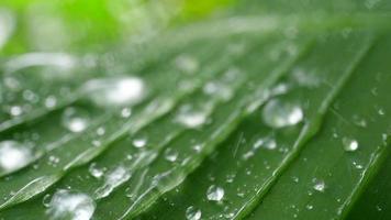 gouttes de pluie sur feuille verte tropicale video