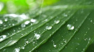 Raindrops on tropical green leaf  video