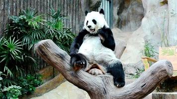 panda géant mangeant du bambou video