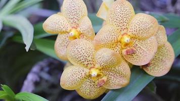 flor de la orquídea vanda en el jardín de orquídeas en invierno o día de primavera. video