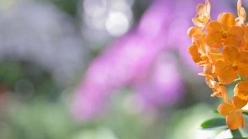 flor de orquídea vanda no jardim no inverno ou na primavera. video