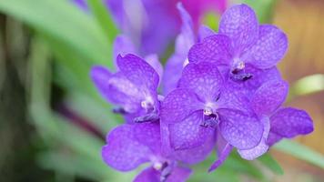 vanda orchideebloem in tuin bij winter of lentedag. video