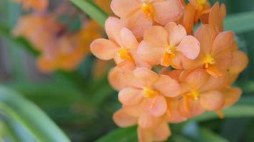 flor de la orquídea vanda en el jardín en invierno o día de primavera. video