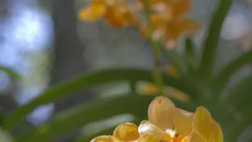 vanda orkidéblomma i trädgården på vintern eller vårdagen. video