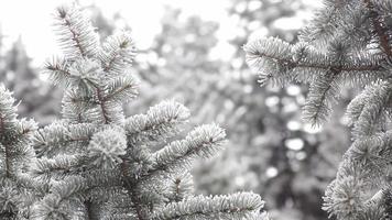Wintertannenwald mit schneebedeckten Weihnachtsbäumen video