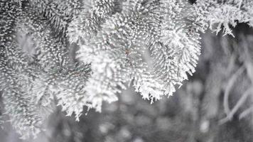 Wintertannenwald mit schneebedeckten Weihnachtsbäumen video