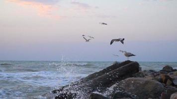 gaivota voa sobre a água
