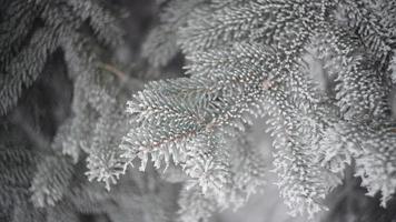 Wintertannenwald mit schneebedeckten Weihnachtsbäumen video