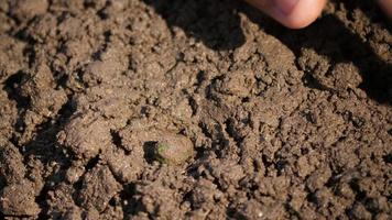 Hand planting a seed to soil video