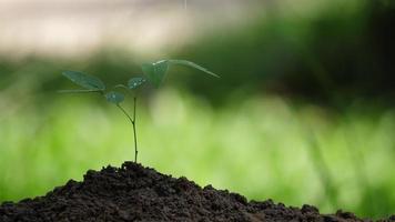 Planta joven árbol en suelo fértil en el jardín video