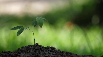 Mano poner árbol de planta joven en suelo fértil en jardín video