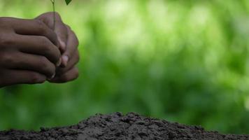 Hand holding young plant tree sur un sol fertile dans le jardin video