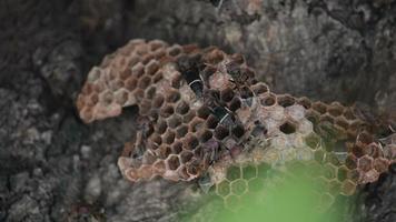 vespas ou vespas estão fazendo ninhos nas árvores. video