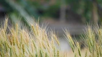 Field of Golden wheat farm background video