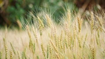 Feld des goldenen Weizenfarmhintergrundes video