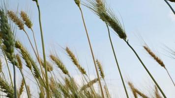 Field of Golden wheat farm background video