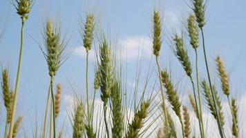 Field of Golden wheat farm background video