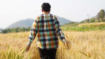agriculteur mâle vérifiant le blé jaune biologique dans sa ferme video