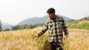 agriculteur mâle vérifiant le blé jaune biologique dans sa ferme video