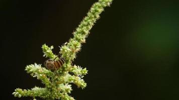 l'abeille ramasse le pollen dans son nid. video