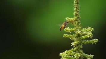 The bee is collecting pollen back to its nest. video