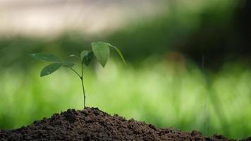 Hand watering young plant tree in soil video