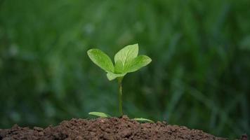 mano che innaffia albero giovane pianta nel suolo, salva il concetto di terra video