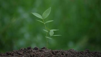 mano, regar, planta joven, árbol, en, suelo video