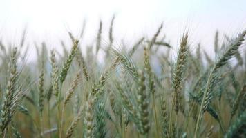 Close up de plants d'orge jaune dans les terres agricoles video