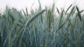 Cerca de plantas de cebada amarilla en tierras de cultivo video