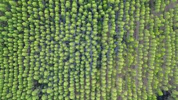 luchtfoto van regenwoud in thailand. video