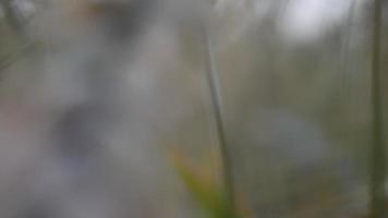 Close up di piante di orzo giallo nei terreni agricoli video