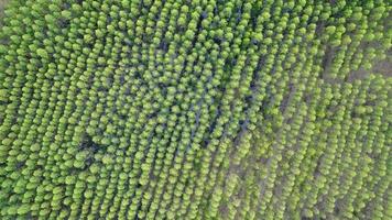 vista aérea da floresta tropical na tailândia. video