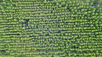 Flygfoto över regnskog i Thailand. video
