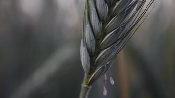 Cerca de plantas de cebada amarilla en tierras de cultivo video