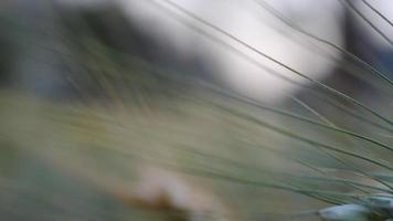 Close up de plants d'orge jaune dans les terres agricoles video