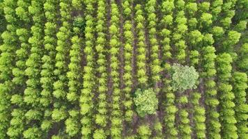 luchtfoto van regenwoud in thailand. video