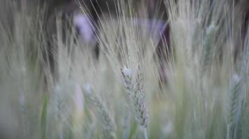 närbild av gula kornväxter i jordbruksmark video