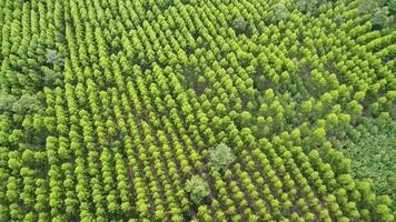 veduta aerea della foresta pluviale in thailandia. video