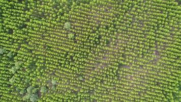 vista aérea de la selva tropical en tailandia. video