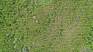 luchtfoto van regenwoud in thailand. video