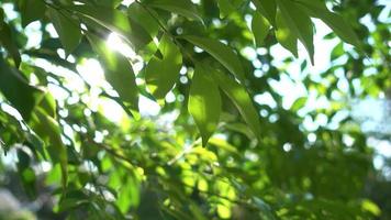 The rays of the sun make way through green leaves of the trees. video