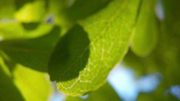 The rays of the sun make way through green leaves of the trees. video