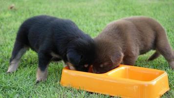 Cute puppy drinking milk in pet plate