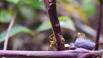 Black Ants walk out to the colony. video