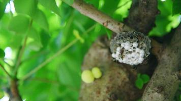 nid de guêpe sous les branches video