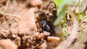 Black Ants walk out to the colony. video